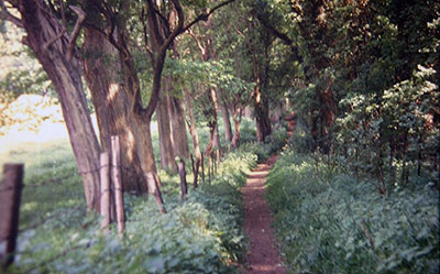 A view taken in the 1960s of a public footpath in   countryside near Henley  . Where?    Photo kindly provided by Roy Sadler.  