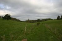 Tree to left where Red Kites perch.