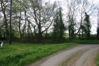 Through the hedge.