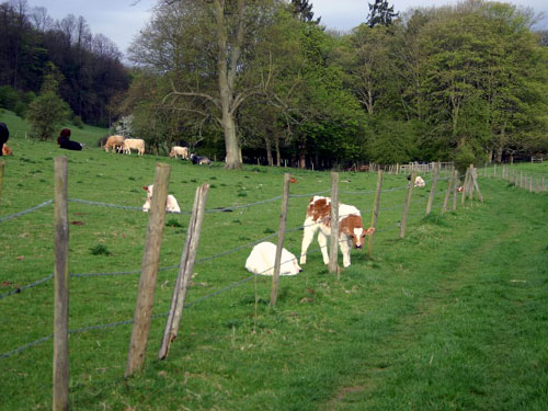 Countryside 29/04/2006 at 07:37