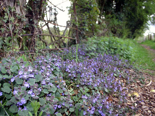 Countryside 29/04/2006 at 07:28